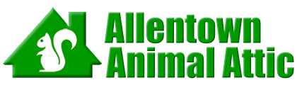 Allentown Animal Attic